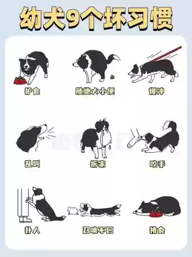 边境之旅狗狗技能速成，边境之旅养狗插图