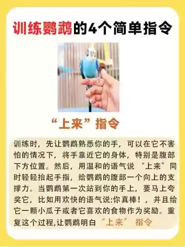 鸟有些什么技能好训练，鸟有些什么技能好训练一点插图