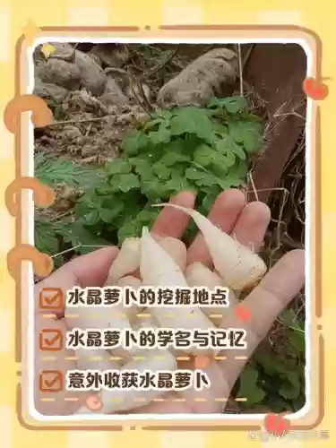 100关水晶萝卜攻略视频，77关水晶萝卜插图