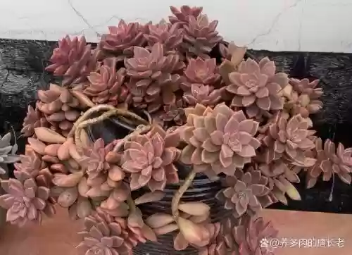 蒂姬阵容搭配，蒂亚和姬胧月的区别插图1