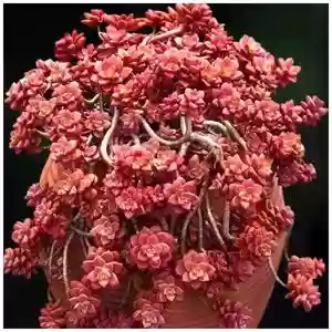 蒂姬阵容搭配，蒂亚和姬胧月的区别插图