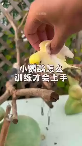 鸟有些什么技能好训练，鸟有些什么技能好训练一点插图1