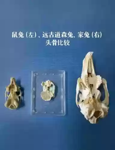 兔子进化攻略，兔子进化攻略大全插图